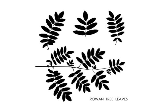 Black Silhouettes of Rowan Leaves