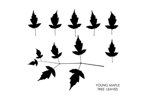 From Vector Art to Visual Strategy: The Enduring Power of Black Silhouettes of Maple Leaves