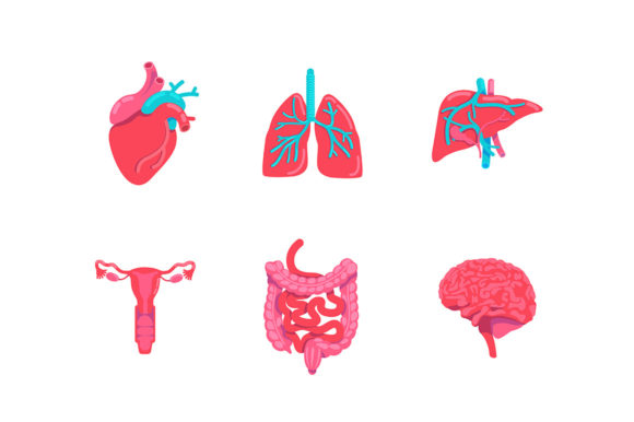 Human Body Anatomy Parts Flat Object Set: A Practical Guide for Creators and Educators