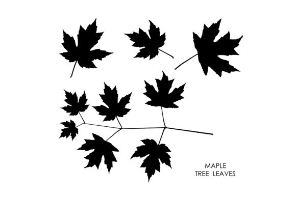 Silhouettes of Maple Leaves Isolated for Design