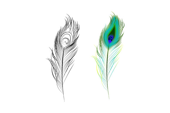 Understanding Peacock Feather as a Design Element: From Vibrant Color to Monochrome Elegance